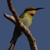 Rainbow Bee-eater